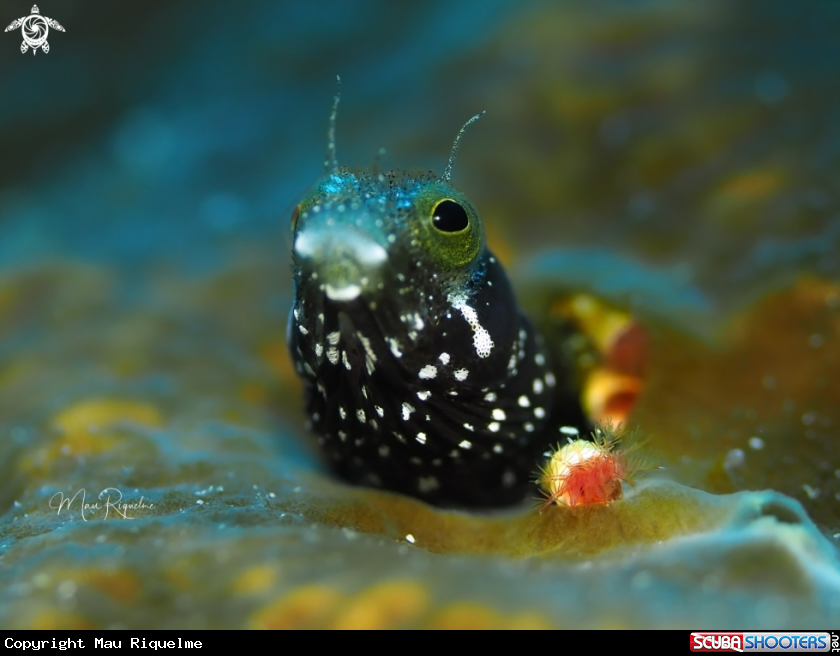 A Spinyhead Blenny