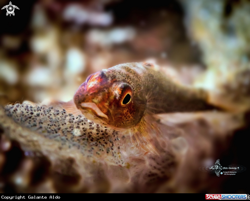 A Whip Coral Goby (3 cm.) Take Care Eegs.