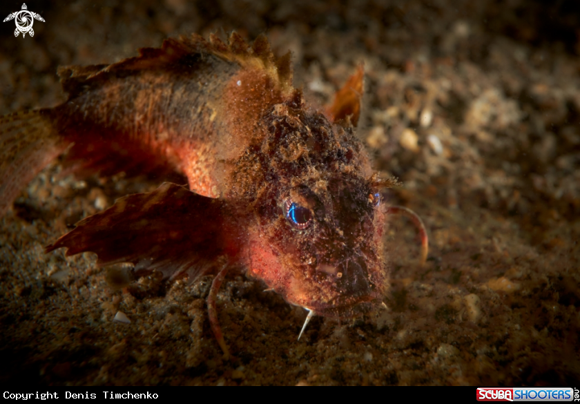 A SCORPIONFISH