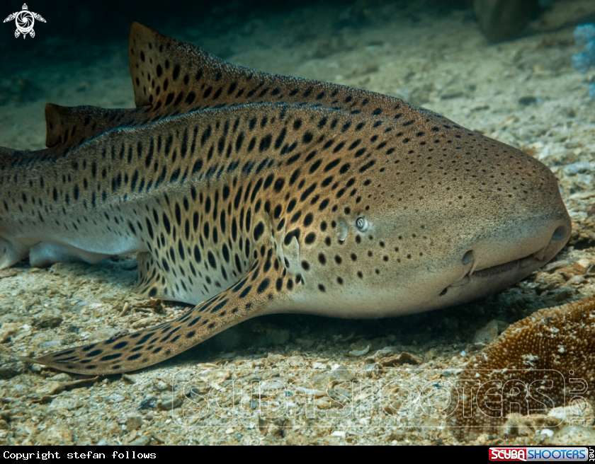 A Zebra Shark
