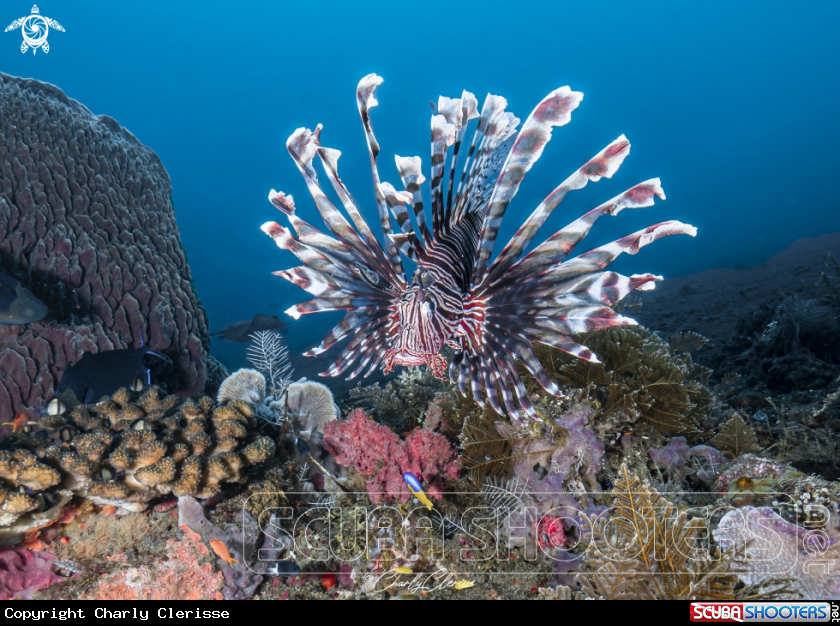 A Indian Lionfish
