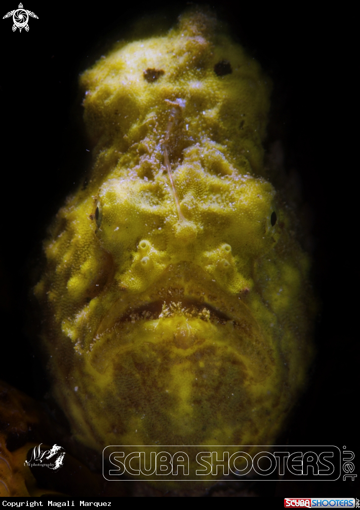 A Frogfish 