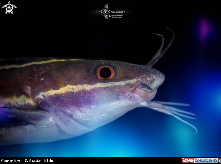 A Stripped Catfish