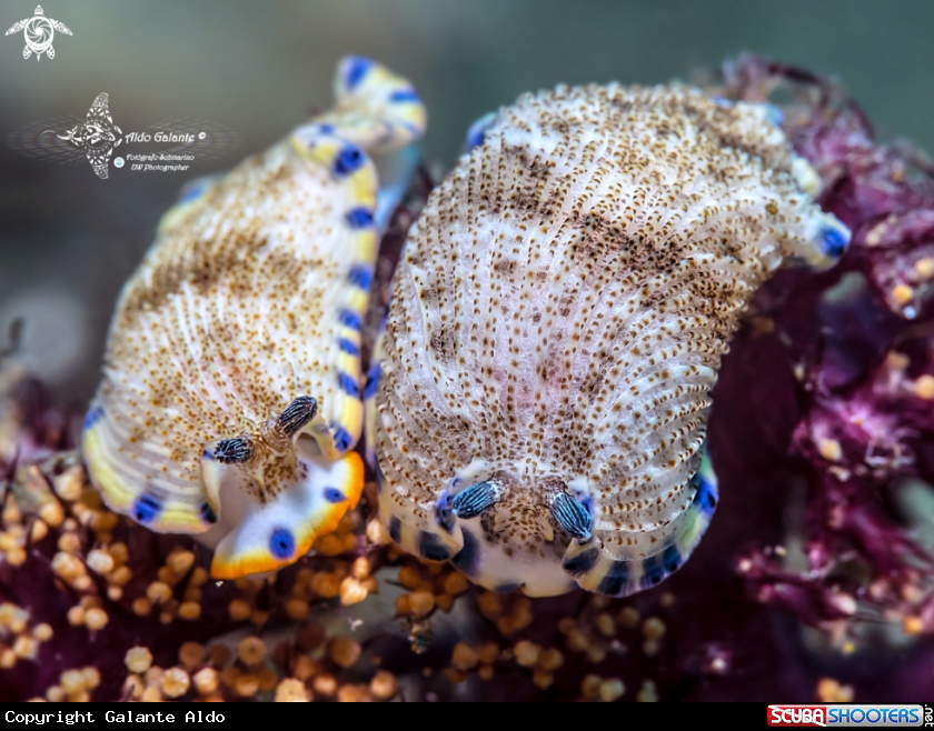 A Nudibranch