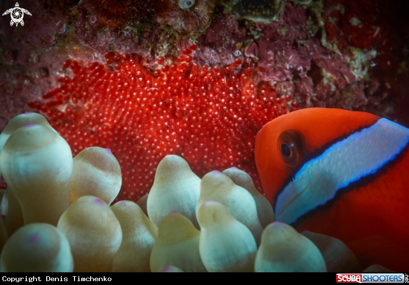 A CLOWNFISH