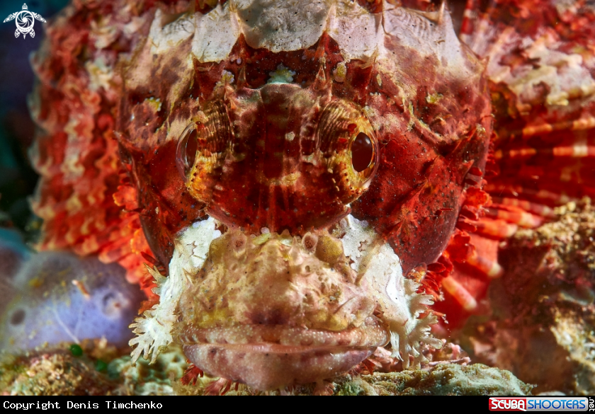 A SCORPIONFISH