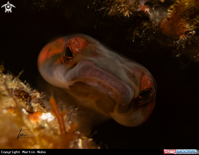 A Shore Clingfish