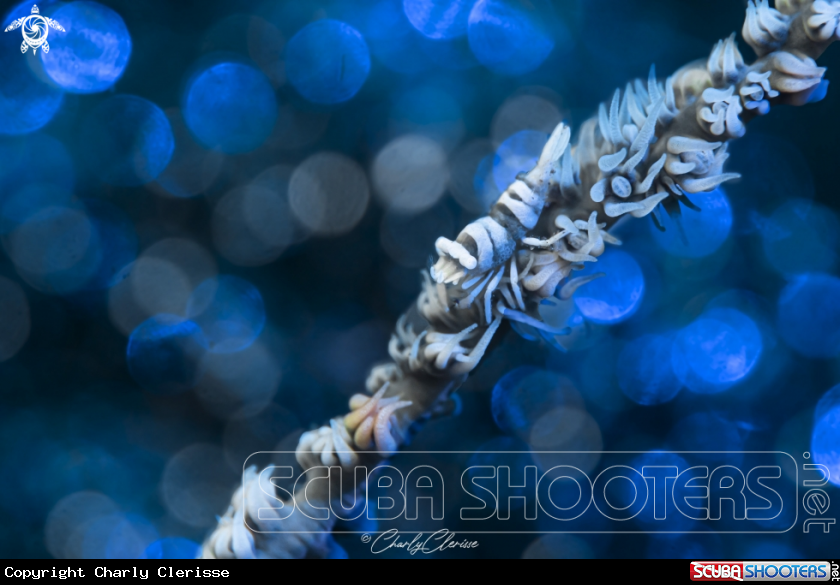 A Anker's Whip Coral Shrimp