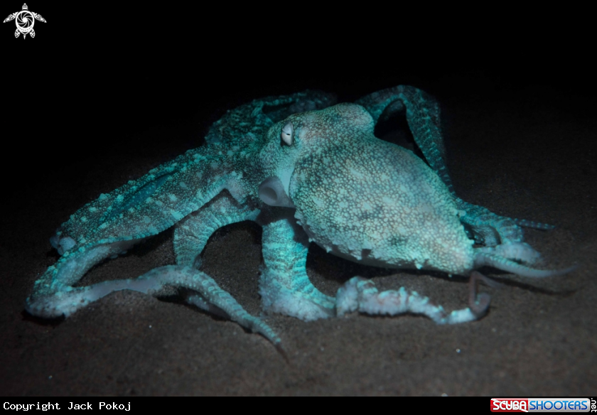 A Starry night octopus