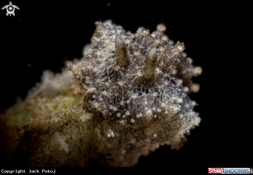 A Atagema sp.