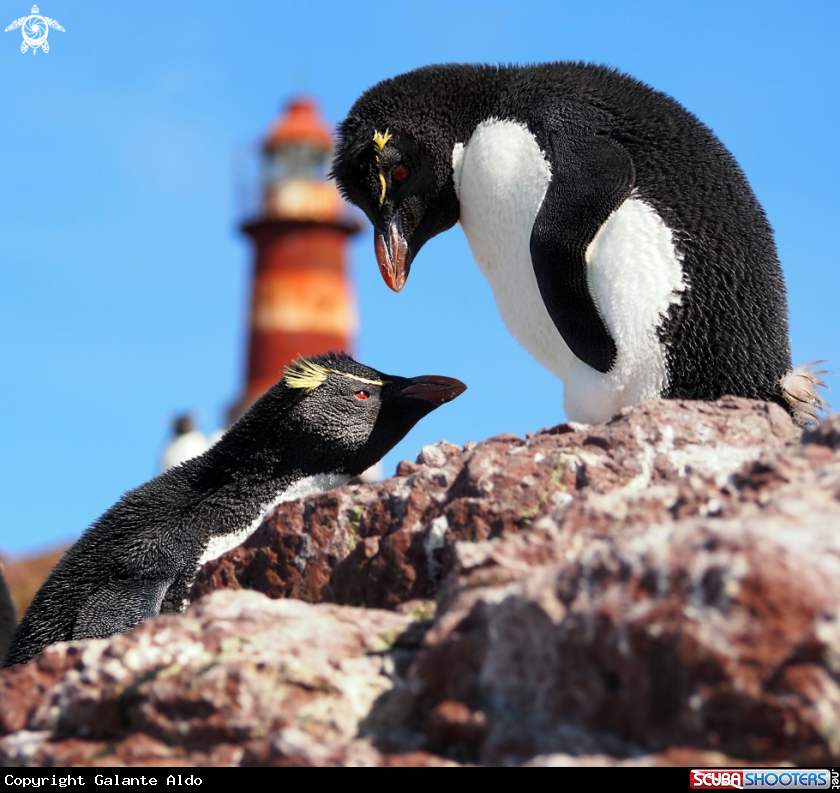 A Southern Rockhopper Penguin 