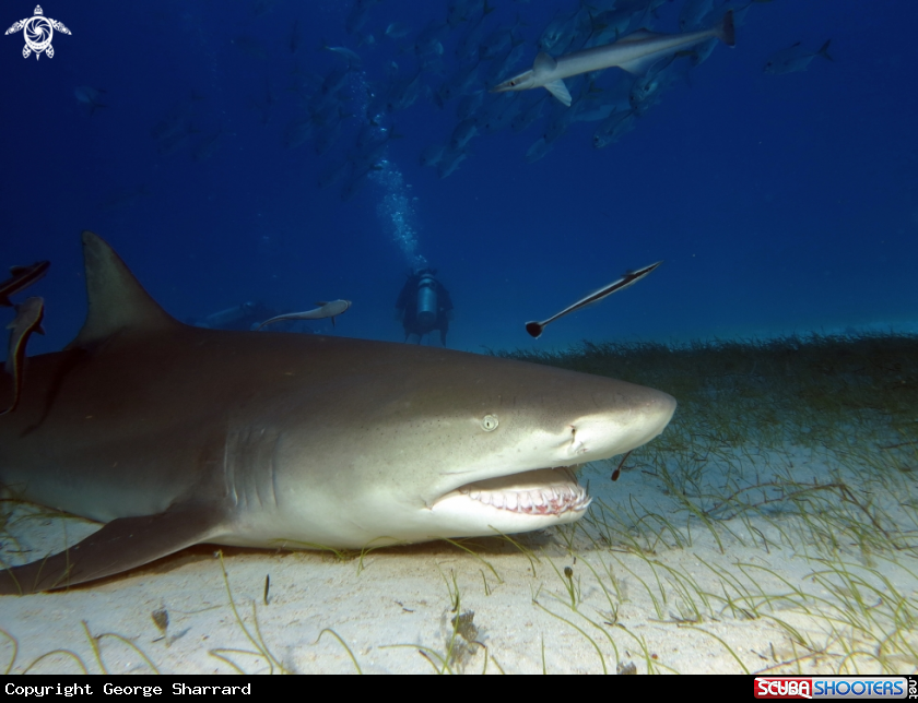 A Lemon Shark