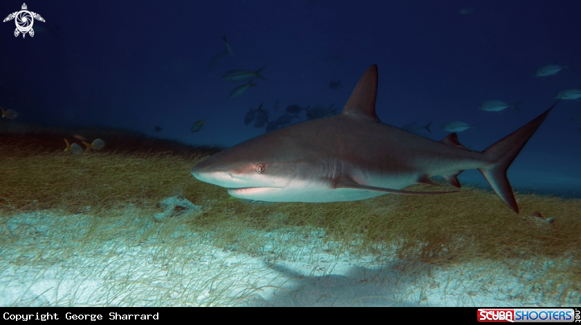 A Caribbean reef shark