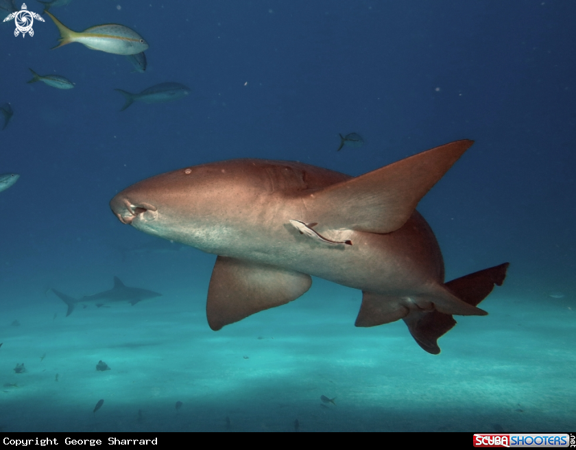 A Caribbean reef shark