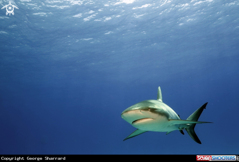 A Caribbean reef shark