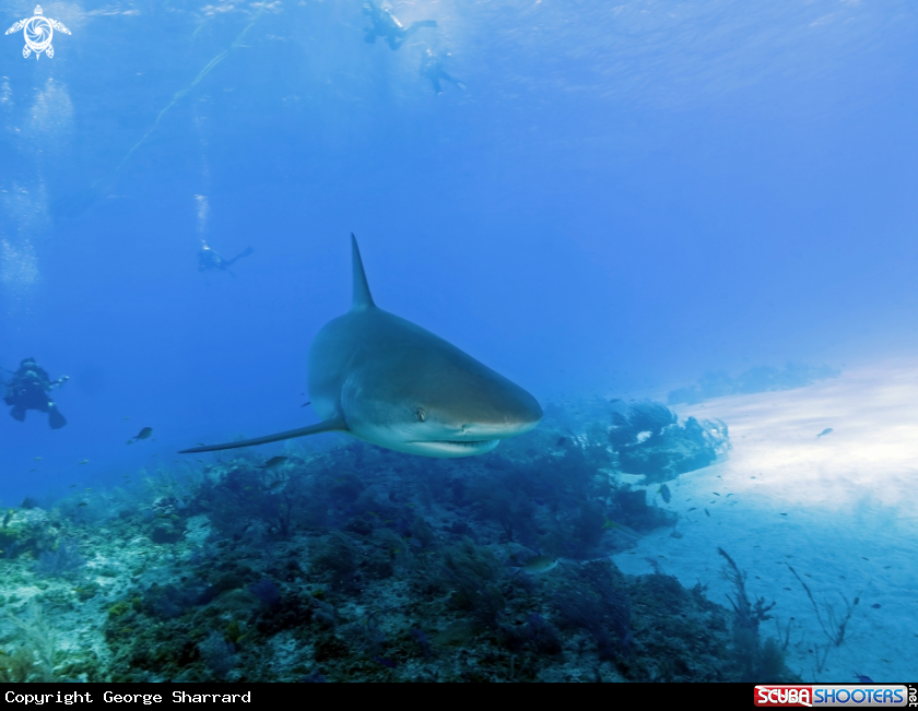 A Caribbean reef shark