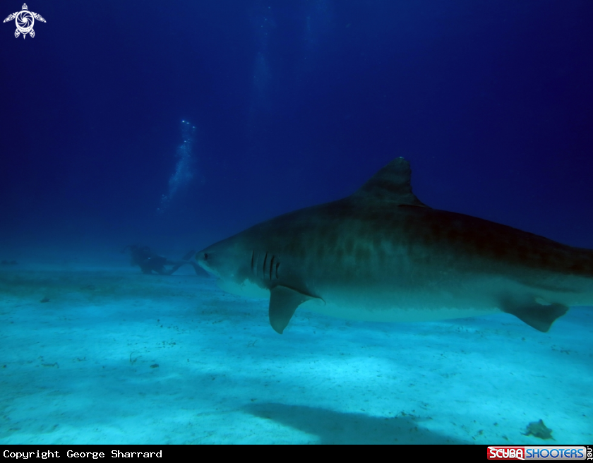 A Tiger Shark