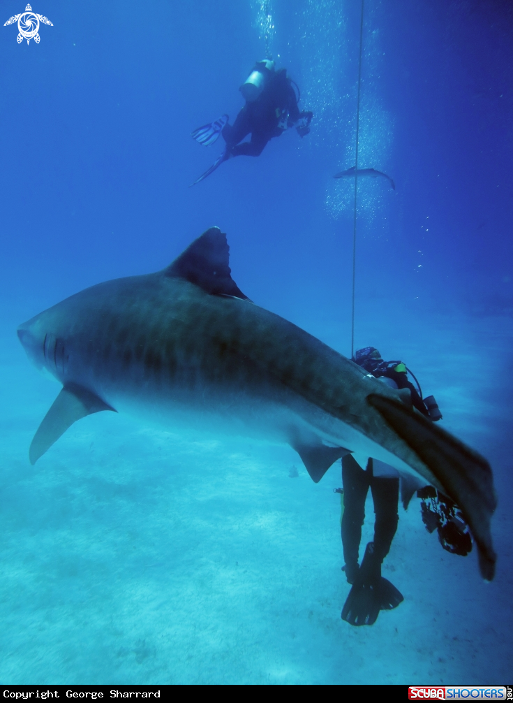A Tiger Shark