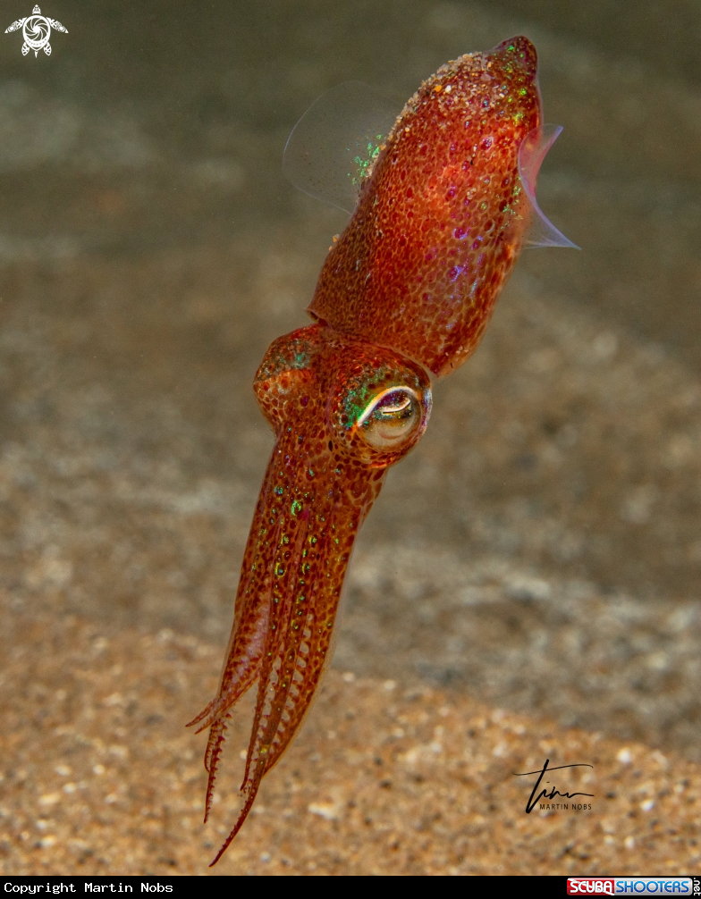 A Dwarf Bobtail Squid