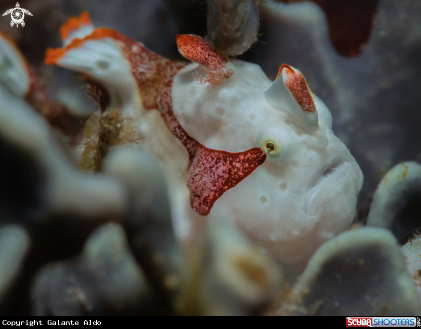 A Frogfish
