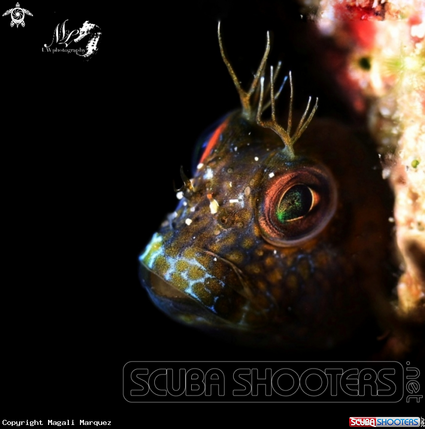 A Seaweed blenny