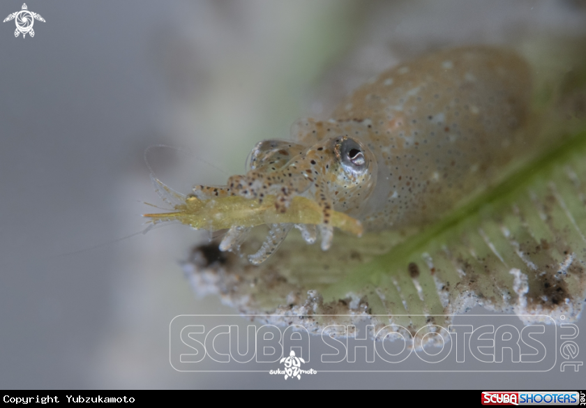 A pygmy squid