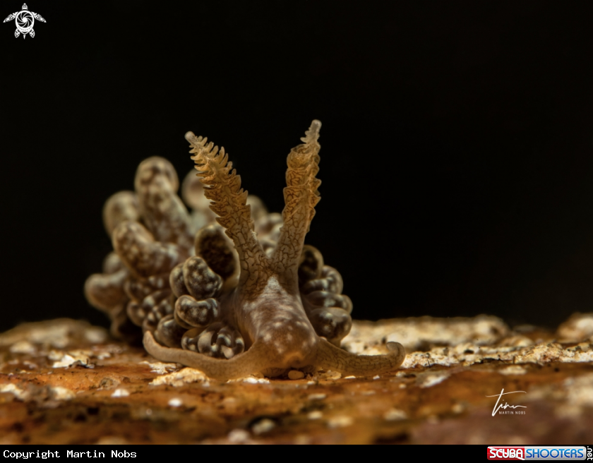 A Spurilla neapolitana