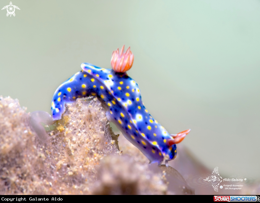 A Hypselodoris Nudibranch