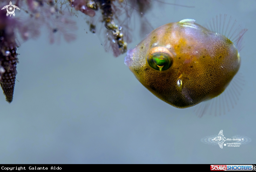 A Taylor's Pygmy Leatherjacket Juvenil 