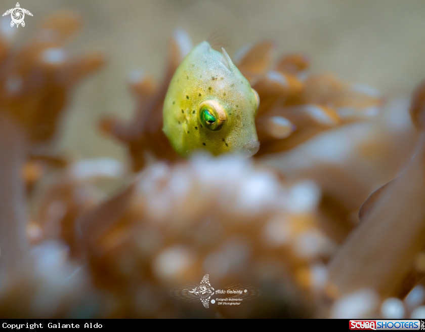 A Taylor's Pygmy Leatherjacket Juvenil 