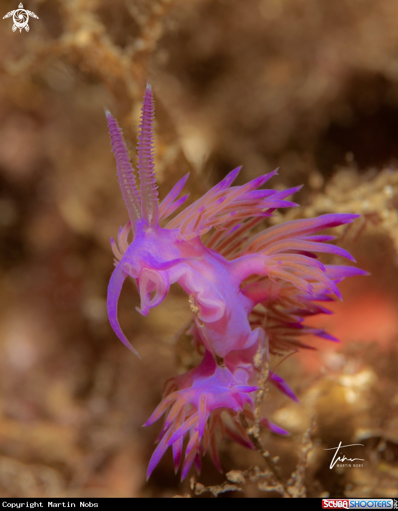 A Flabellina affinis