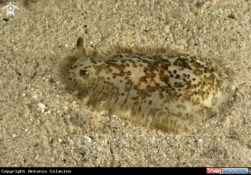 A Nudibranco