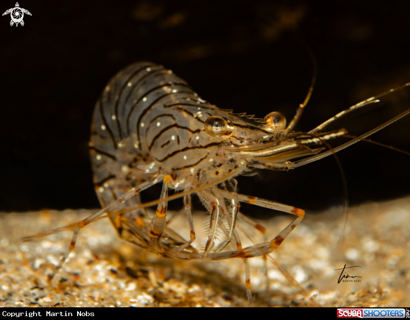 A Rockpool Prawn
