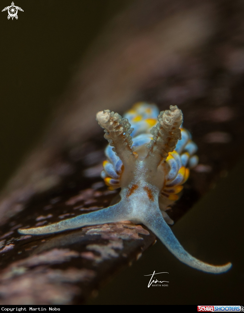 A Berghia coerulescens