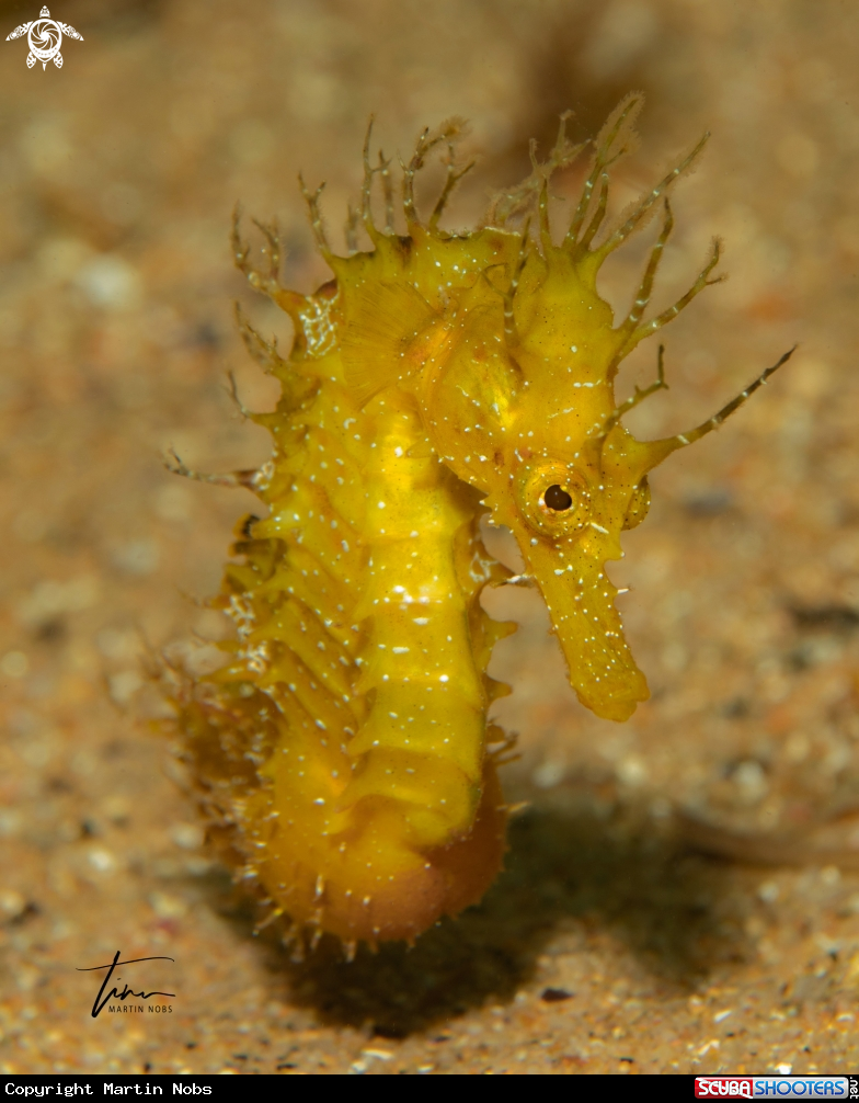 A Seahorse