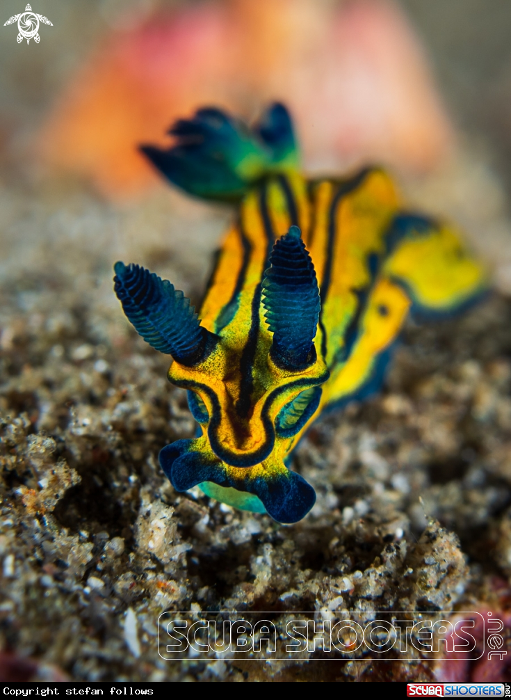 A Nudibranch