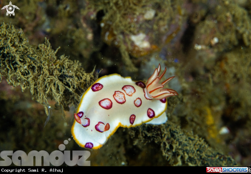 A Nudibranch