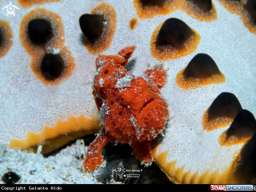 A Frogfish