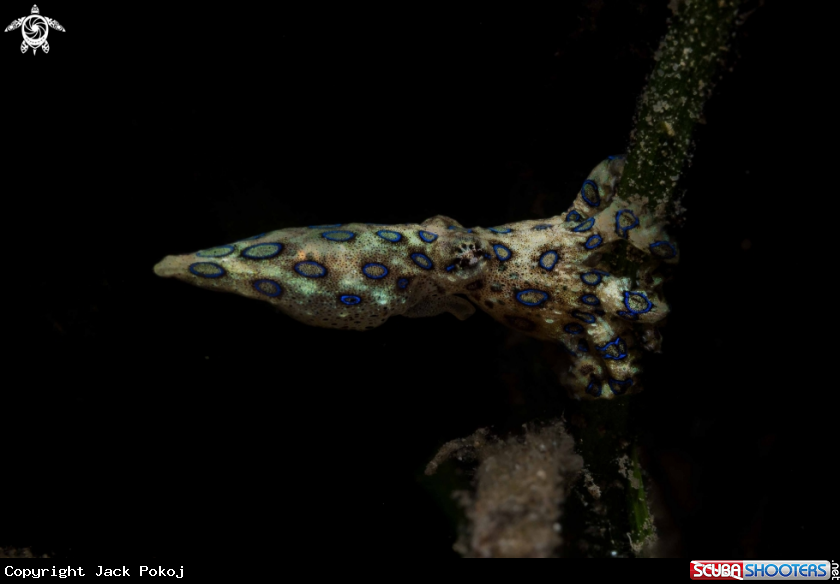 A Blue-ringed octopus 