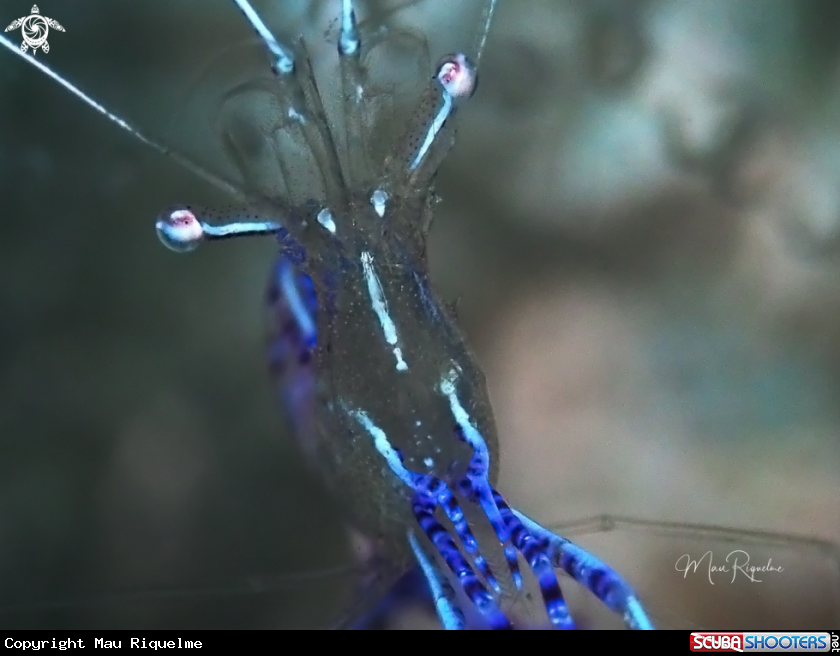 A Pederson Cleaner Shrimp