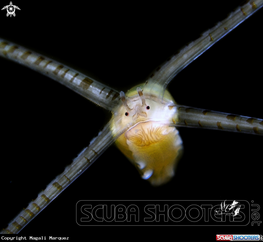 A Veliger larva 