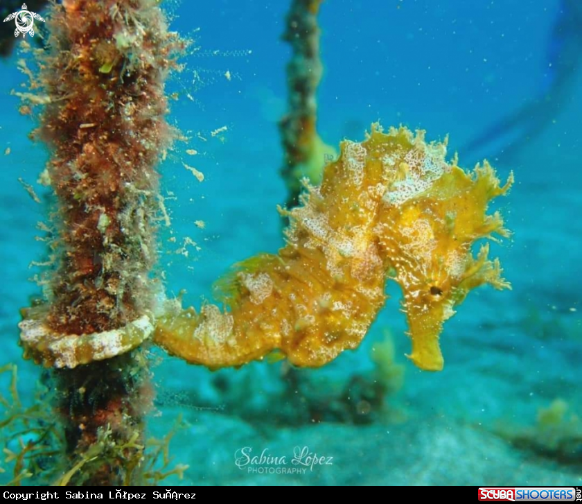 A Hippocampus hippocampus