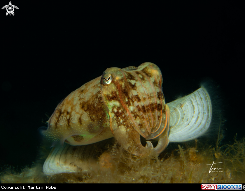 A Cuttlefish