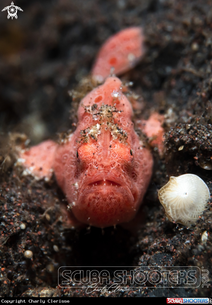 A Painted Frogfish