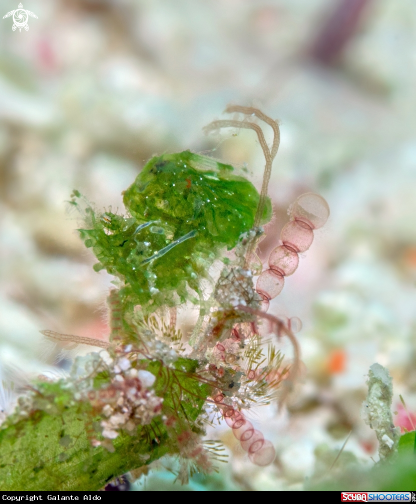A Two-Band Hairy Shrimp