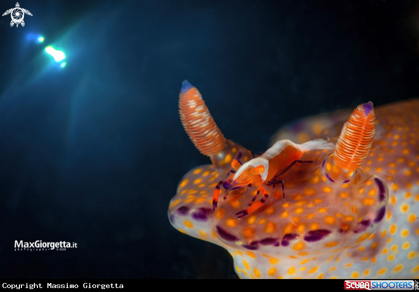 A nudibranch