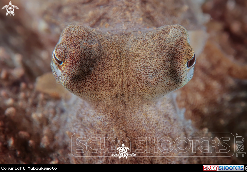 A Coconut Octopus