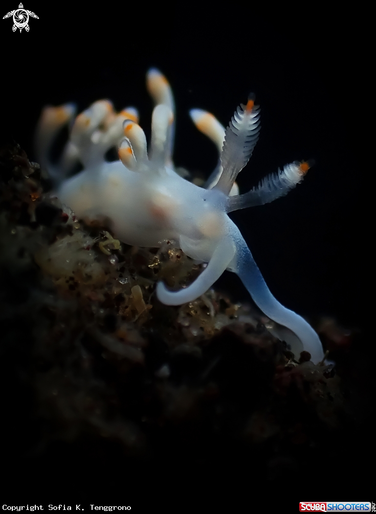 A Nudibranch