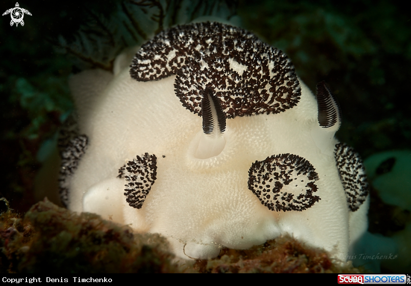 A NUDIBRANCH