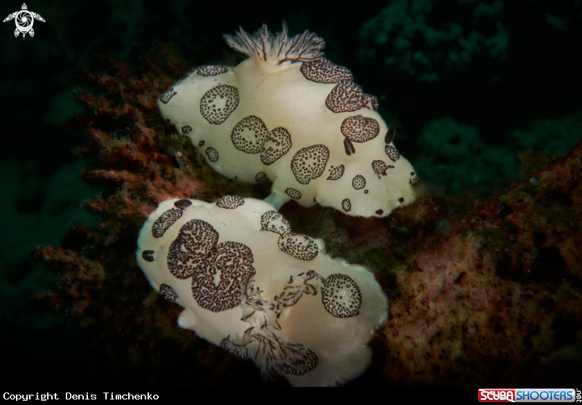 A NUDIBRANCH